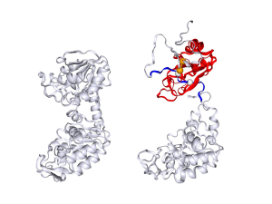 A graphic above shows two protein structures. On the left, a grey figure shows a proper folding of a protein. On the right, a grey figure has portions of red showing where the protein's structures were intertwined.